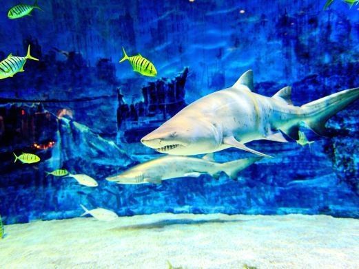 埇橋哪個(gè)水族館龍魚好？祥龍魚場(chǎng)龍魚（埇橋哪個(gè)水族館祥龍魚場(chǎng)龍魚）