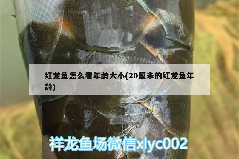 羅漢魚 紅龍魚怎么看年齡大小(20厘米的紅龍魚年齡)(紅龍魚怎么看年齡大小) 觀賞魚百科 紅龍魚怎么看年齡大小(20厘米的紅龍魚年齡)(紅龍魚怎么看年齡大小) 紅龍魚怎么看年齡大小(20厘米的紅龍魚年齡)(紅龍魚怎么看年齡大小) 觀賞魚百科