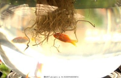 淡水魚觀賞魚(淡水觀賞魚是一種非常美麗且具有觀賞價值的魚類) 觀賞魚百科 第1張 淡水魚觀賞魚(淡水觀賞魚是一種非常美麗且具有觀賞價值的魚類) 淡水魚觀賞魚(淡水觀賞魚是一種非常美麗且具有觀賞價值的魚類) 觀賞魚百科 第1張