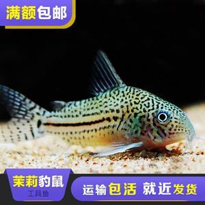 淡水魚觀賞魚(淡水觀賞魚是一種非常美麗且具有觀賞價值的魚類) 觀賞魚百科 第3張 淡水魚觀賞魚(淡水觀賞魚是一種非常美麗且具有觀賞價值的魚類) 淡水魚觀賞魚(淡水觀賞魚是一種非常美麗且具有觀賞價值的魚類) 觀賞魚百科 第3張