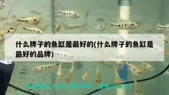 什么牌子的魚缸是最好的(什么牌子的魚缸是最好的品牌)（什么牌子的魚缸是最好的）