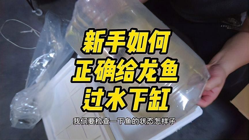 龍魚換缸后需要過水嗎？（微信公眾平臺(tái)龍魚換缸后如何正確過水新手快來學(xué)習(xí)下）