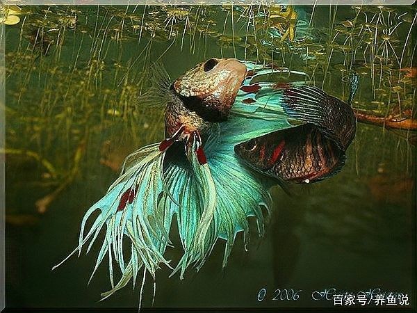 繁殖期間需要喂食嗎？（不同動物繁殖期喂食建議：繁殖期喂食對繁殖成功率有影響嗎）