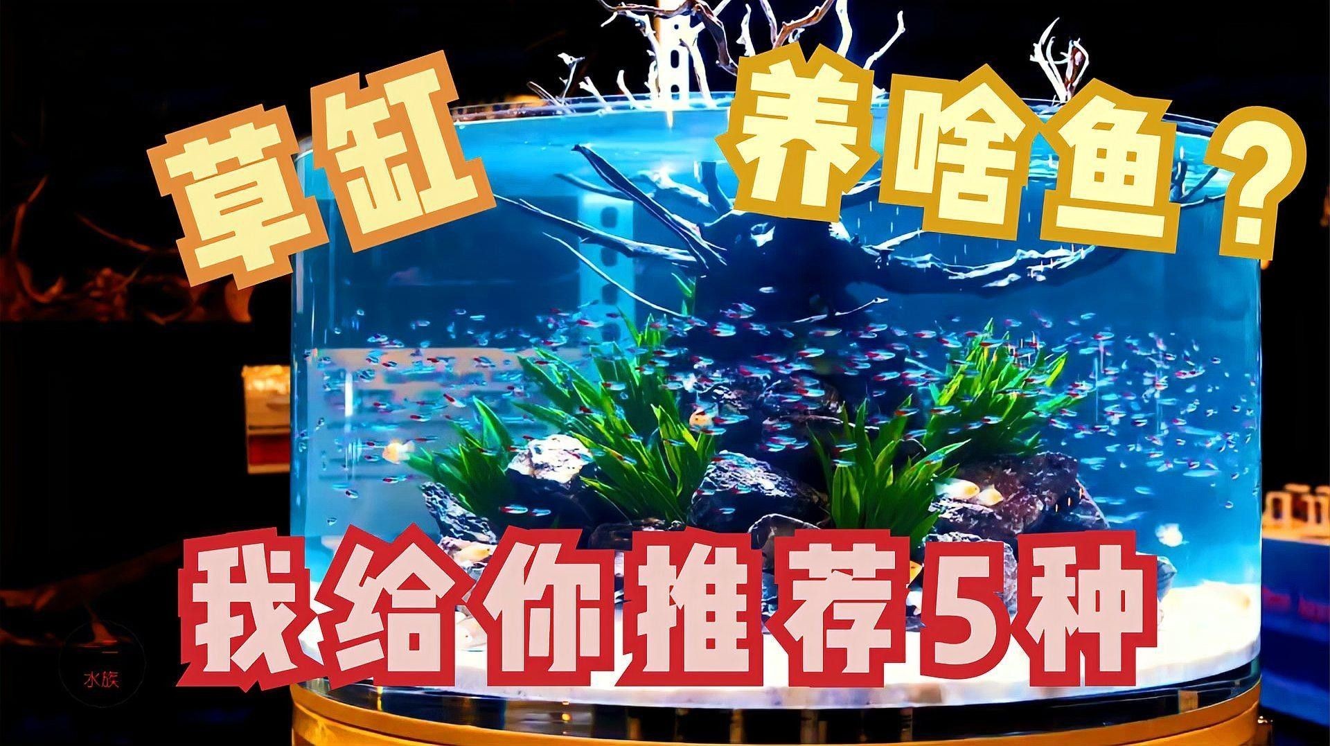 有哪些魚缸造景材料（魚缸造景基礎知識）