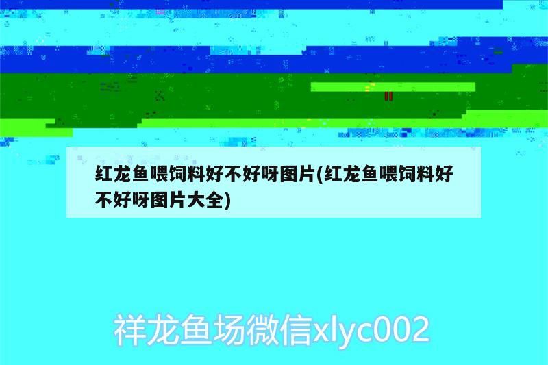 紅龍魚喂飼料好不好呀圖片(紅龍魚喂飼料好不好呀圖片大全)（紅龍魚喂飼料好不好） 紅龍魚喂飼料好不好呀圖片(紅龍魚喂飼料好不好呀圖片大全)（紅龍魚喂飼料好不好） 觀賞魚百科
