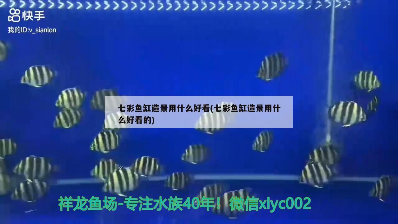 七彩魚缸造景用什么好看(七彩魚缸造景用什么好看的)(七彩神仙魚缸造景用什么好看,七彩魚缸造景用什么好看) 觀賞魚百科 第1張 七彩魚缸造景用什么好看(七彩魚缸造景用什么好看的)(七彩神仙魚缸造景用什么好看,七彩魚缸造景用什么好看) 七彩魚缸造景用什么好看(七彩魚缸造景用什么好看的)(七彩神仙魚缸造景用什么好看,七彩魚缸造景用什么好看) 觀賞魚百科 第1張