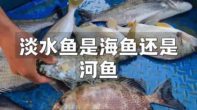 如何區分河魚和海魚（-河魚和海魚的區別及營養價值悅讀） 如何區分河魚和海魚（-河魚和海魚的區別及營養價值悅讀） 龍魚百科 第2張