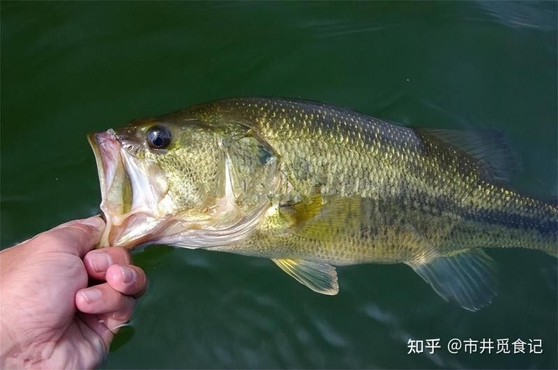 如何區分河魚和海魚（-河魚和海魚的區別及營養價值悅讀） 如何區分河魚和海魚（-河魚和海魚的區別及營養價值悅讀） 龍魚百科 第7張
