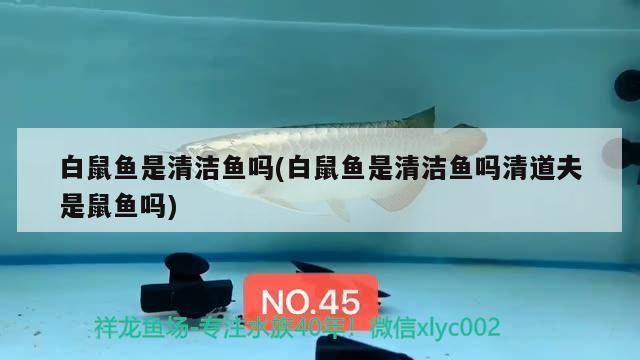 白鼠魚是清潔魚嗎(白鼠魚是清潔魚嗎清道夫是鼠魚嗎)（白鼠魚是清潔魚嗎） 白鼠魚是清潔魚嗎(白鼠魚是清潔魚嗎清道夫是鼠魚嗎)（白鼠魚是清潔魚嗎） 觀賞魚百科