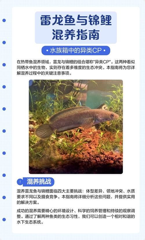 雷龍魚和什么魚混養比較好（雷龍魚可以和什么魚一起混養）