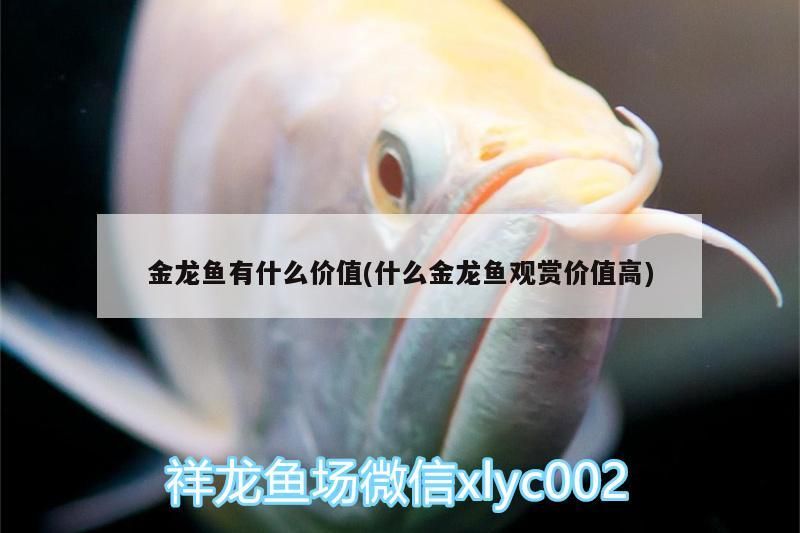 金龍魚有什么價值(什么金龍魚觀賞價值高)（金龍魚的觀賞價值）