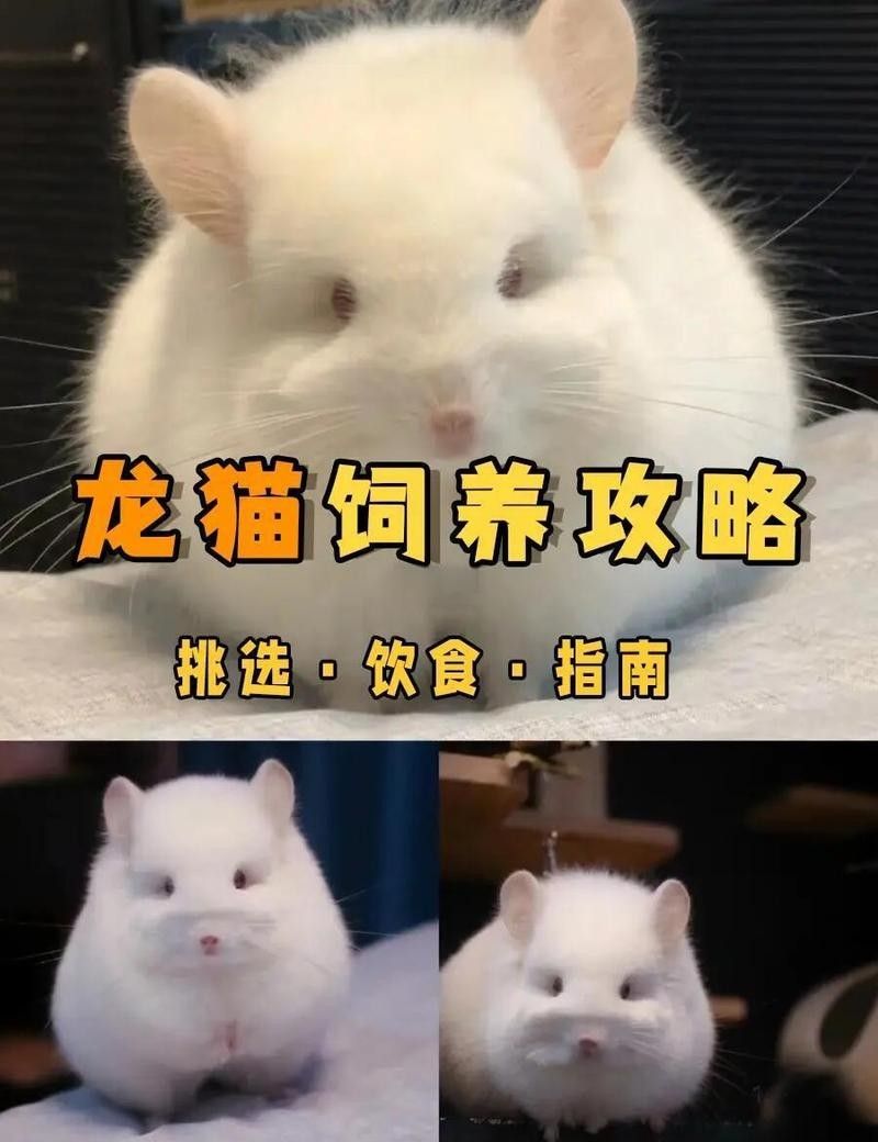 如何挑選一只溫順的龍貓（加拉帕戈斯象龜挑選溫順龍貓三大方向教你搞定）