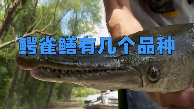 雀鱔魚有哪些品種（雀鱔的種類及種類介紹）