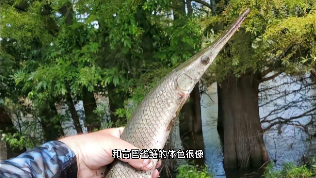 雀鱔魚有哪些品種（雀鱔的種類及種類介紹）
