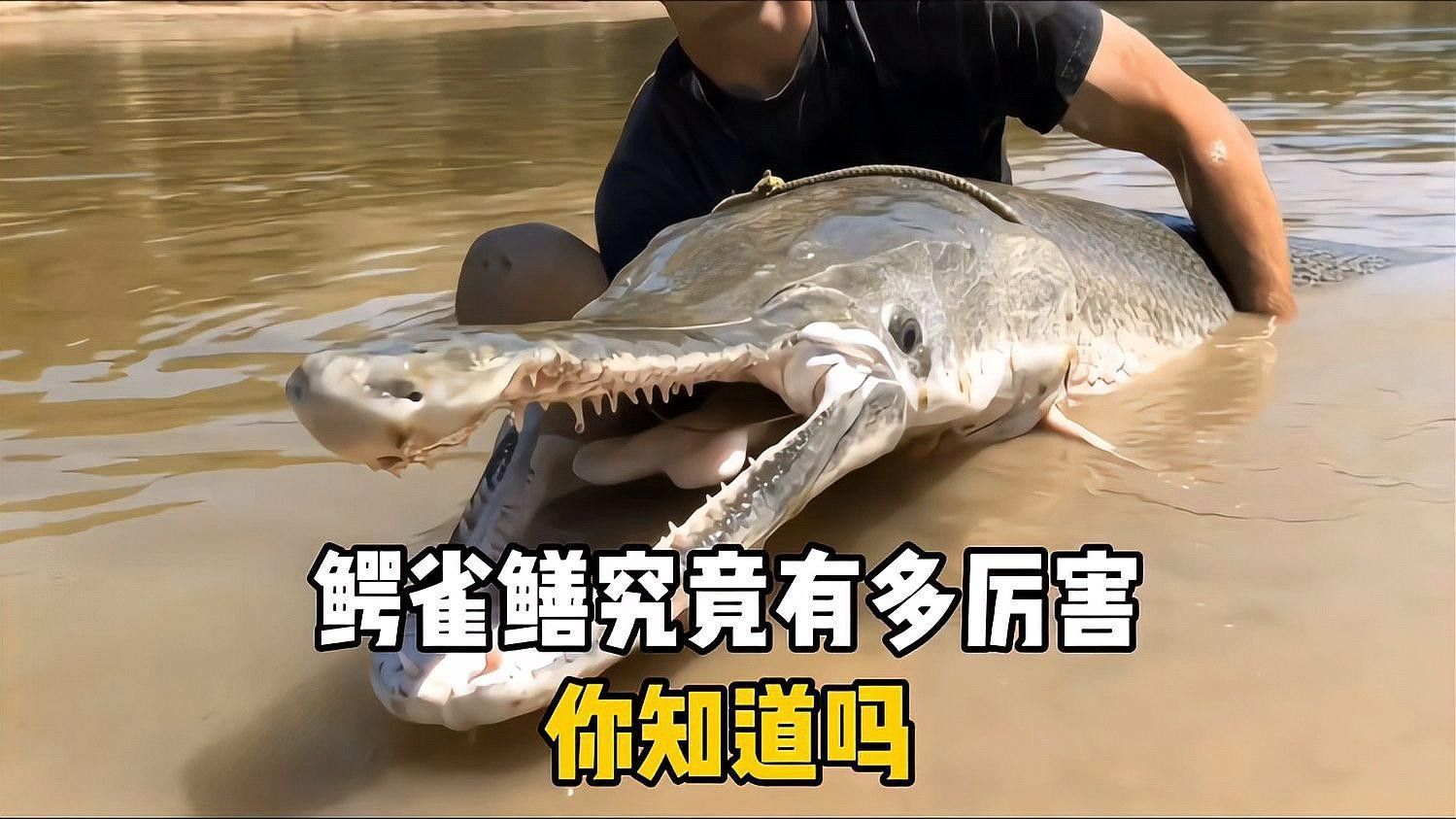 雀鱔魚有哪些品種（雀鱔的種類及種類介紹）