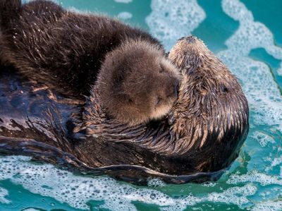 通遼水族館：內蒙古通遼市科爾沁區施介路鑫豐利水族館通遼水族館