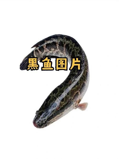 雷龍魚和烏魚哪個更好養？（雷龍魚和烏魚哪個好養） 雷龍魚和烏魚哪個更好養？（雷龍魚和烏魚哪個好養） 龍魚百科 第3張
