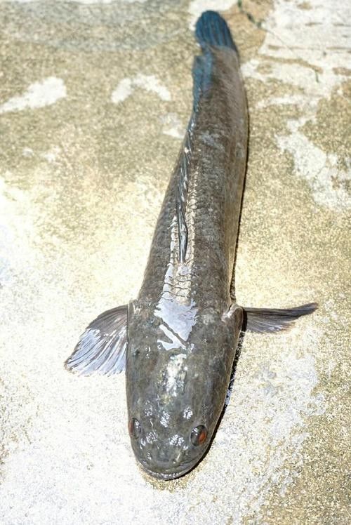 雷龍魚和烏魚哪個更好養？（雷龍魚和烏魚哪個好養） 雷龍魚和烏魚哪個更好養？（雷龍魚和烏魚哪個好養） 龍魚百科 第5張