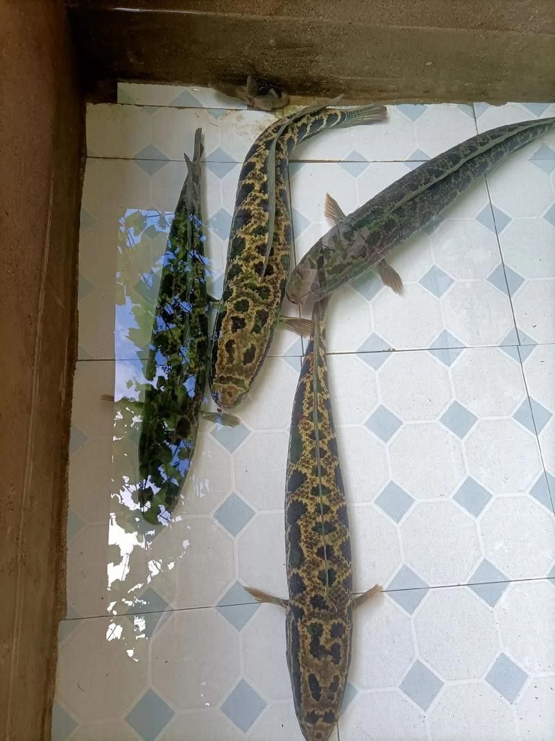 雷龍魚和烏魚哪個更好養？（雷龍魚和烏魚哪個好養） 雷龍魚和烏魚哪個更好養？（雷龍魚和烏魚哪個好養） 龍魚百科 第6張