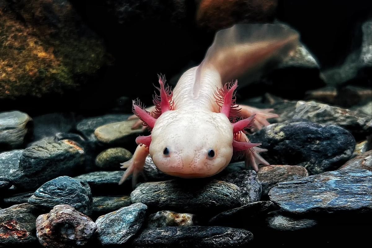 如何區(qū)分六角恐龍魚和恐龍魚？（六角恐龍魚和恐龍魚的區(qū)別） 如何區(qū)分六角恐龍魚和恐龍魚？（六角恐龍魚和恐龍魚的區(qū)別） 龍魚百科 第11張