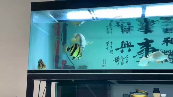 有沒有推薦的龍魚飼養視頻？（《龍魚飼養全攻略》-30公分龍魚飼養技巧與注意事項）