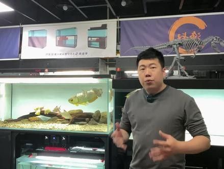 有沒有推薦的龍魚飼養視頻？（《龍魚飼養全攻略》-30公分龍魚飼養技巧與注意事項）
