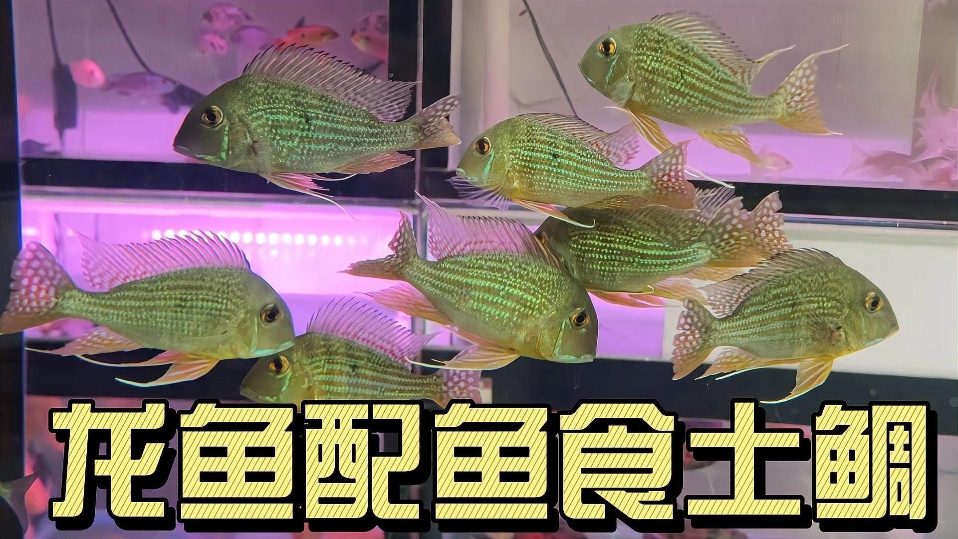 關(guān)刀魚(yú)和龍魚(yú)混養(yǎng)需要多久適應(yīng)（關(guān)刀魚(yú)和龍魚(yú)混養(yǎng)的適應(yīng)時(shí)間取決于多種因素）