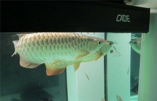 關(guān)刀魚(yú)和龍魚(yú)混養(yǎng)需要多久適應(yīng)（關(guān)刀魚(yú)和龍魚(yú)混養(yǎng)的適應(yīng)時(shí)間取決于多種因素）