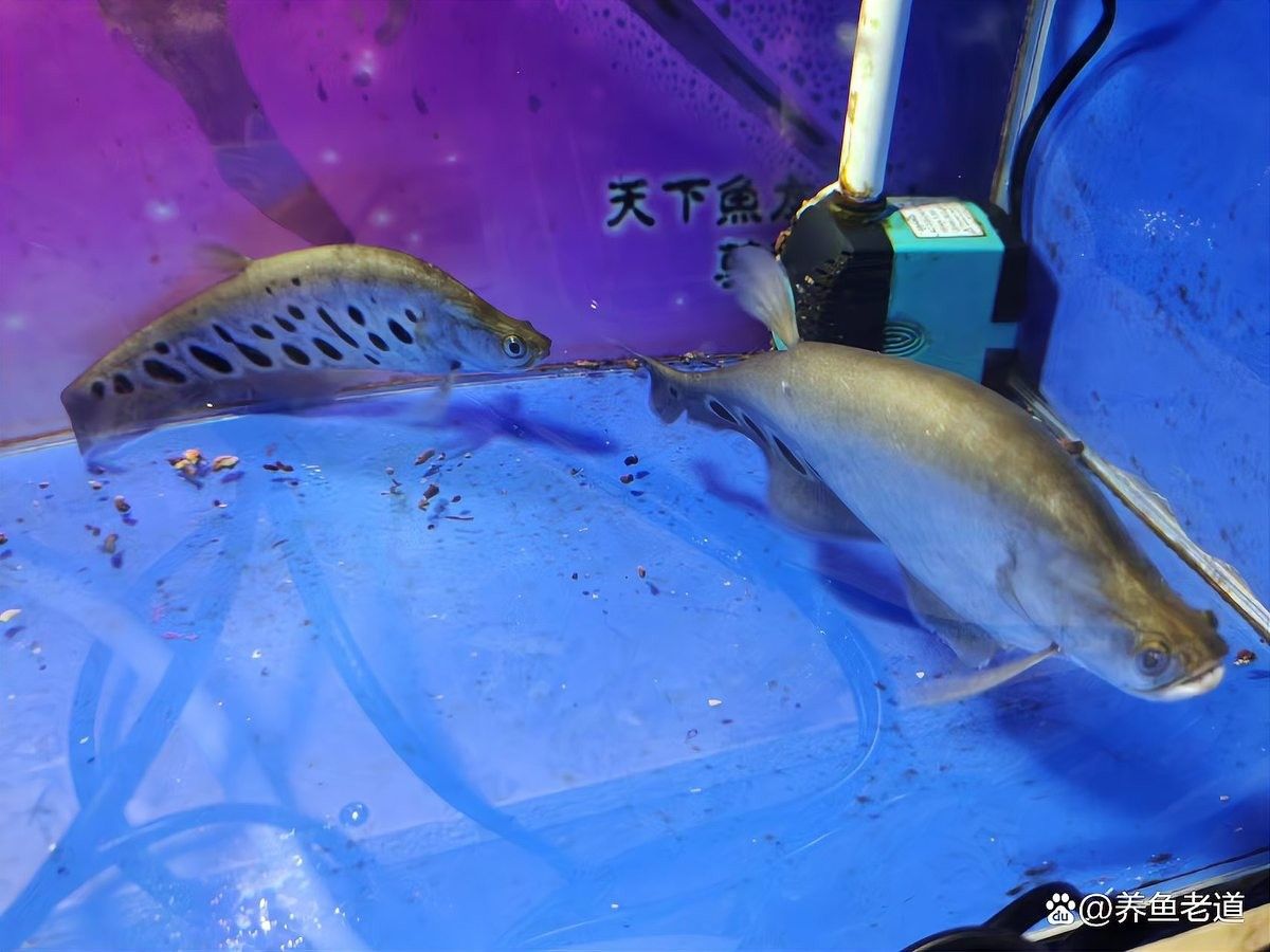 如何判斷龍魚是否便秘（如何判斷龍魚便秘？） 如何判斷龍魚是否便秘（如何判斷龍魚便秘？） 龍魚百科 第1張