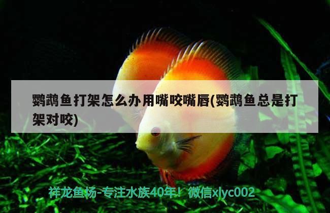 鸚鵡魚打架怎么辦用嘴咬嘴唇(鸚鵡魚總是打架對咬)（鸚鵡打架怎么辦）