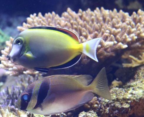 大小龍魚混養(yǎng)注意事項(xiàng)：混養(yǎng)大龍魚和小龍魚時(shí)，如何保證兩種魚類都能獲得足夠的空間？ 大小龍魚混養(yǎng)注意事項(xiàng)：混養(yǎng)大龍魚和小龍魚時(shí)，如何保證兩種魚類都能獲得足夠的空間？ 觀賞魚百科 第2張