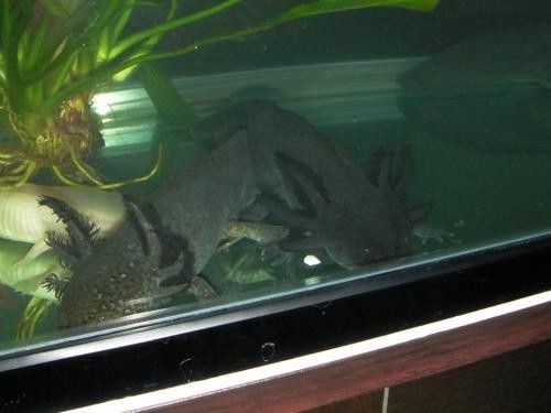 龍魚魚缸清洗后如何消毒（如何清洗和消毒你的龍魚魚缸） 龍魚魚缸清洗后如何消毒（如何清洗和消毒你的龍魚魚缸） 龍魚百科 第5張