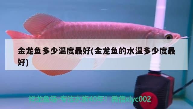 金龍魚多少溫度最好(金龍魚的水溫多少度最好)（金龍魚養殖金龍魚多少溫度最好，金龍魚多少溫度最好）