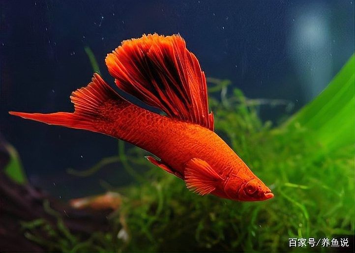 黃粉對哪些魚類有副作用（黃粉使用后多久換水，黃粉的作用與功效與注意事項）