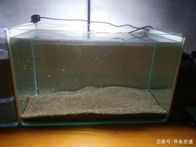 天津龍魚價格行情最新走勢，關于天津龍魚價格走勢的問題 天津龍魚價格行情最新走勢，關于天津龍魚價格走勢的問題 觀賞魚百科