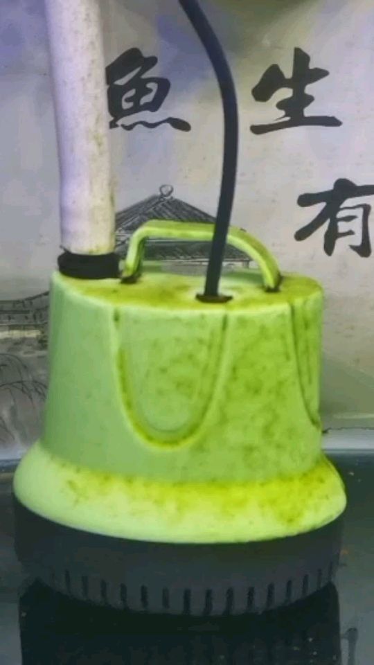 新人養(yǎng)魚求指點(diǎn)水里長褐色的東西（新人養(yǎng)魚求指點(diǎn)水里長褐色的東西，一位新手養(yǎng)魚愛好者在觀察其魚缸中的水族生物時(shí)）