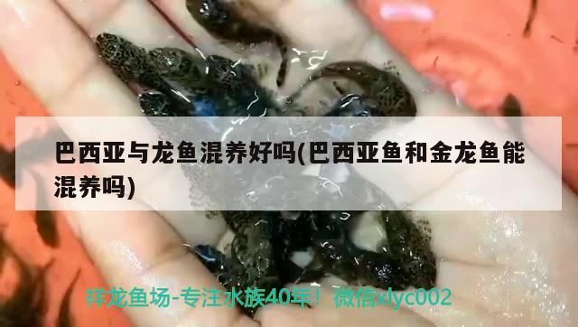 鸚鵡魚 巴西亞與龍魚混養好嗎(巴西亞魚和金龍魚能混養嗎)(巴西亞與龍魚混養好嗎) 觀賞魚百科 巴西亞與龍魚混養好嗎(巴西亞魚和金龍魚能混養嗎)(巴西亞與龍魚混養好嗎) 巴西亞與龍魚混養好嗎(巴西亞魚和金龍魚能混養嗎)(巴西亞與龍魚混養好嗎) 觀賞魚百科