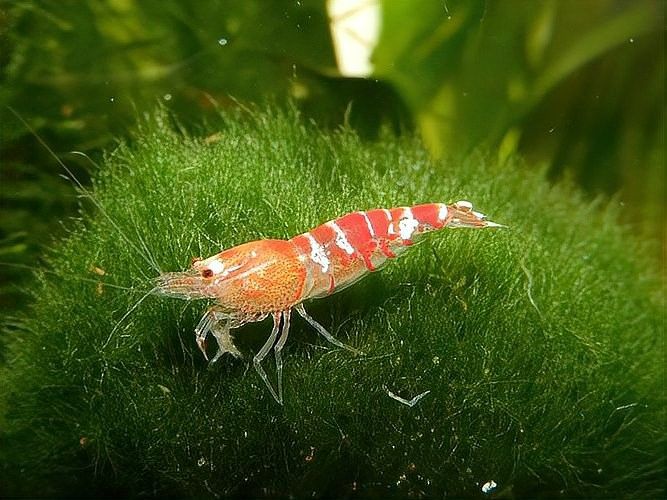 馬爾康哪個(gè)水族館龍魚好？祥龍魚場(chǎng)龍魚（廣州龍魚祥龍魚場(chǎng)）