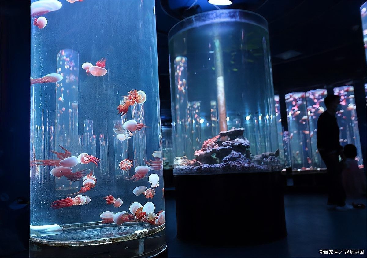 火龍魚繁殖周期是多久？（迷你鸚鵡魚繁殖周期大揭秘火龍魚的繁殖周期大揭秘）