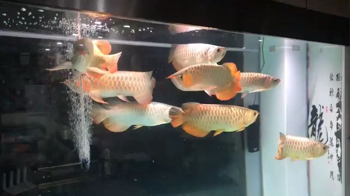 大龍魚不吃食怎么辦視頻（亞洲龍2022新款看視頻可以行駛嗎）（《怪物獵人世界》超級龍流派玩法技巧）