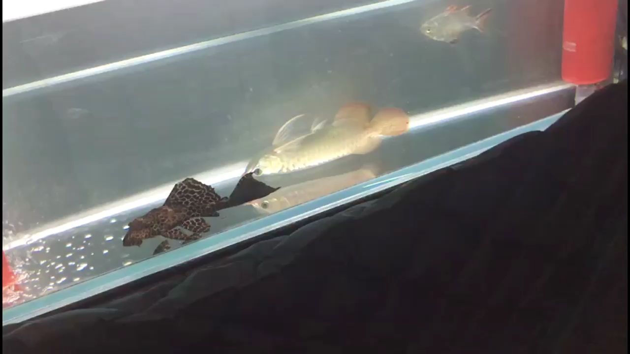 大龍魚不吃食怎么辦視頻（亞洲龍2022新款看視頻可以行駛嗎）（《怪物獵人世界》超級龍流派玩法技巧）