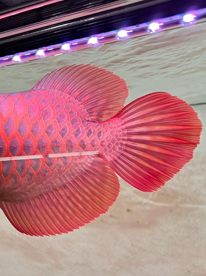 延安哪個(gè)水族館龍魚好？祥龍魚場(chǎng)龍魚（延安哪個(gè)水族館龍魚好） 延安哪個(gè)水族館龍魚好？祥龍魚場(chǎng)龍魚（延安哪個(gè)水族館龍魚好） 龍魚百科 第3張