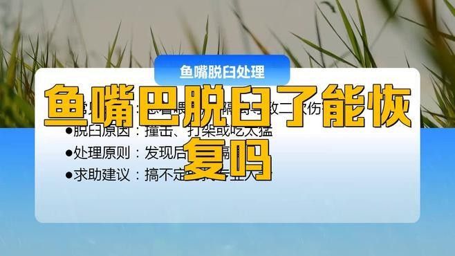 給我更多龍魚嘴歪矯正的視頻資源（魚嘴歪矯正是一種常見的水族箱護理工作旨在幫助龍魚保持自然美觀）