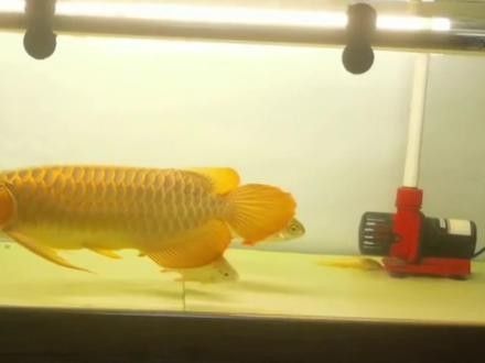 給我更多龍魚嘴歪矯正的視頻資源（魚嘴歪矯正是一種常見的水族箱護理工作旨在幫助龍魚保持自然美觀）