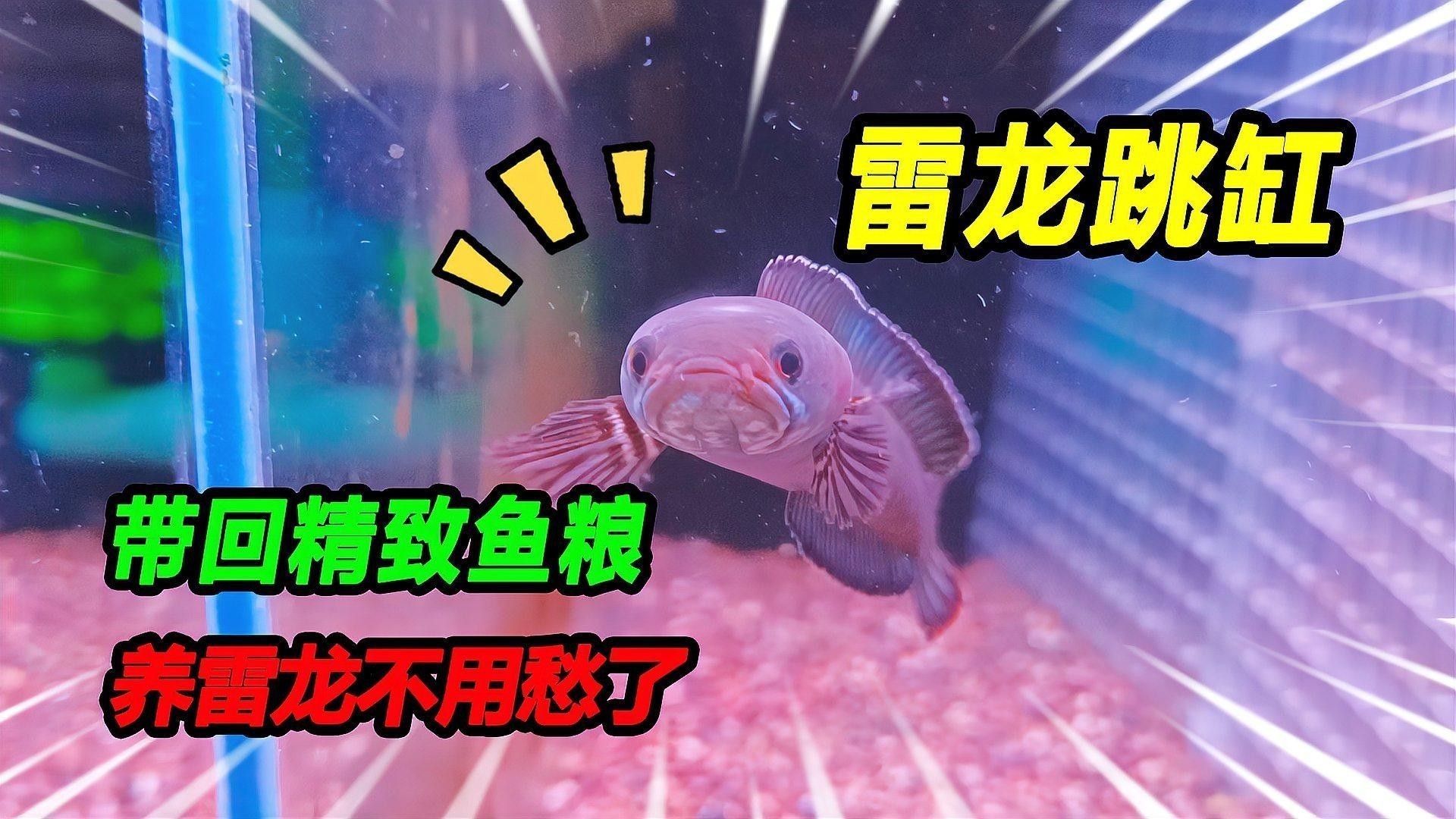如何選擇適合雷龍魚的專用飼料（選擇適合的雷龍魚的專用飼料的幾個關鍵步驟）