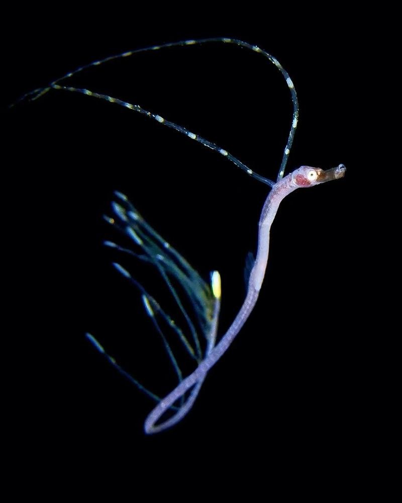 如何判斷海龍魚是否新鮮（判斷海龍魚是否新鮮的標(biāo)準(zhǔn)） 如何判斷海龍魚是否新鮮（判斷海龍魚是否新鮮的標(biāo)準(zhǔn)） 龍魚百科 第3張