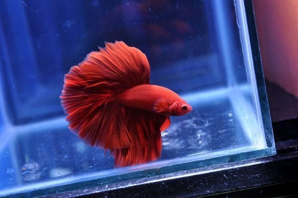 金龍魚浮頭多久會死（金龍魚為什么會浮頭？）
