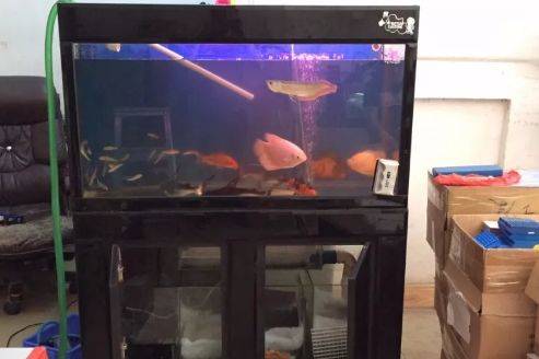 10000k色溫燈對龍魚（10000k色溫對龍魚好嗎）（10000k色溫燈對于養(yǎng)殖龍魚的影響）