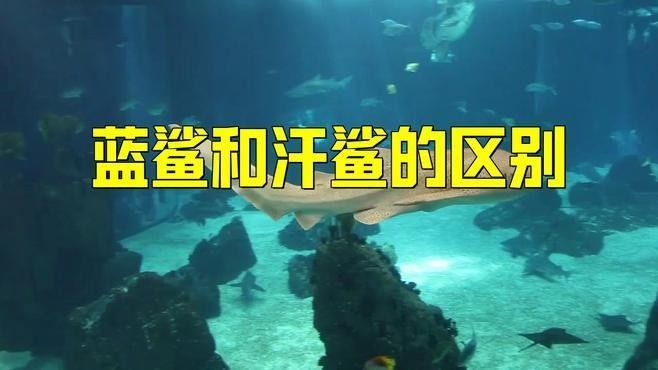 汗鯊和龍魚哪個更兇猛？（汗鯊和龍魚哪個更適合大型水族箱？）