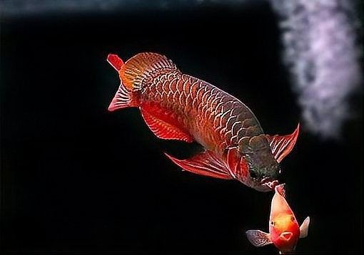 天山雪龍魚的最佳養殖環境（天山雪龍魚最佳養殖環境）